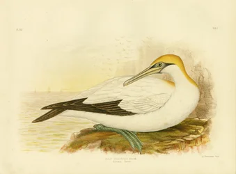 Fou de Bassan australien, 1891
